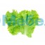 Искусственный лист салата муляж